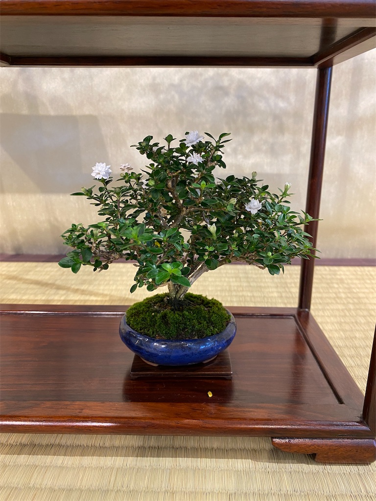 f:id:bonsaichie:20221007100238j:image f:id:bonsaichie:20221007100238j:image