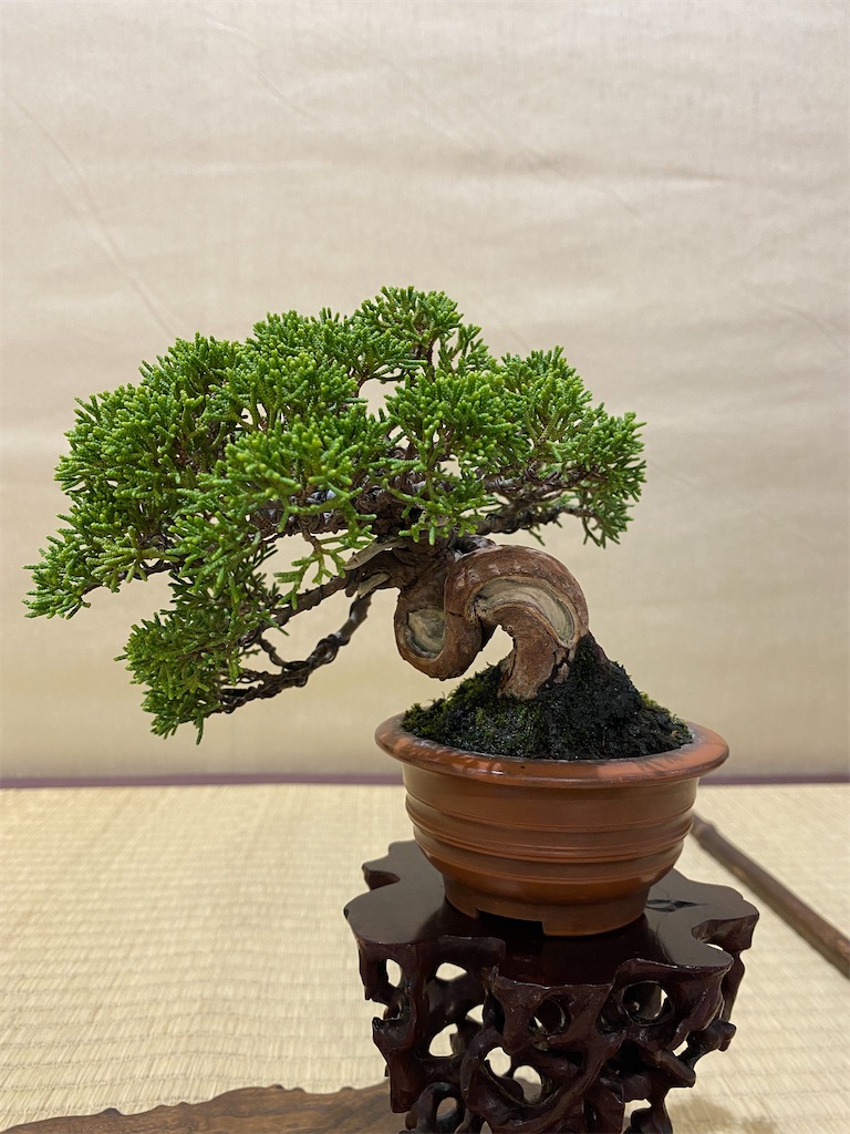 f:id:bonsaichie:20221007100249j:image f:id:bonsaichie:20221007100249j:image