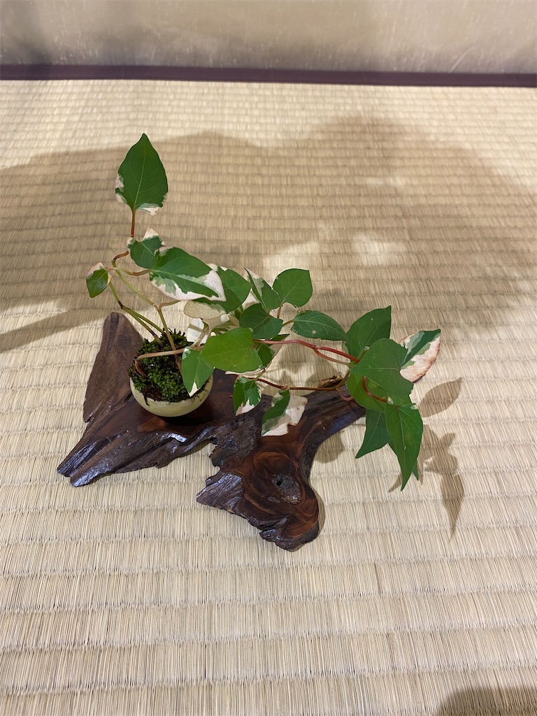 f:id:bonsaichie:20221007100300j:image f:id:bonsaichie:20221007100300j:image