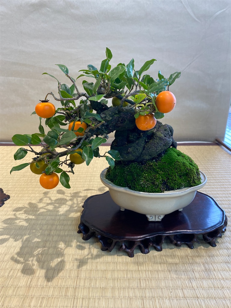 f:id:bonsaichie:20221007100326j:image f:id:bonsaichie:20221007100326j:image