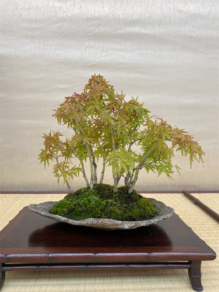 f:id:bonsaichie:20221007100331j:image f:id:bonsaichie:20221007100331j:image