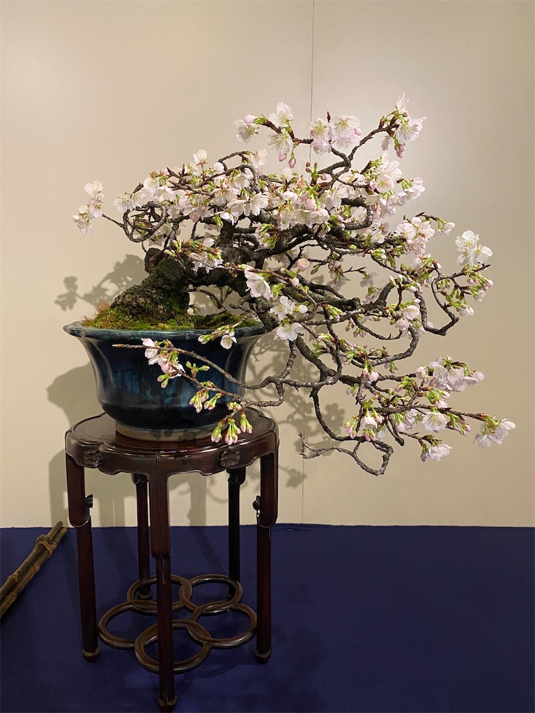 第97回国風盆栽展(前期) - BONSAIちえ