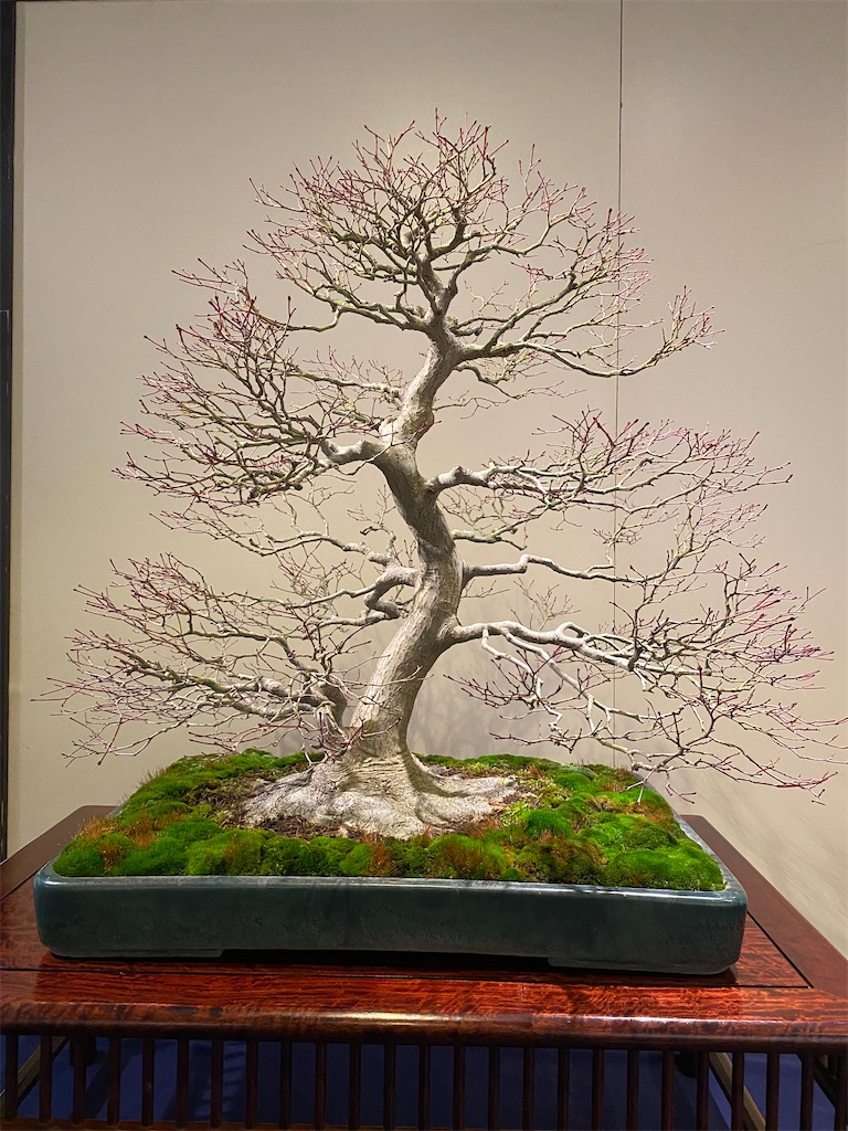 第97回国風盆栽展(前期) - BONSAIちえ