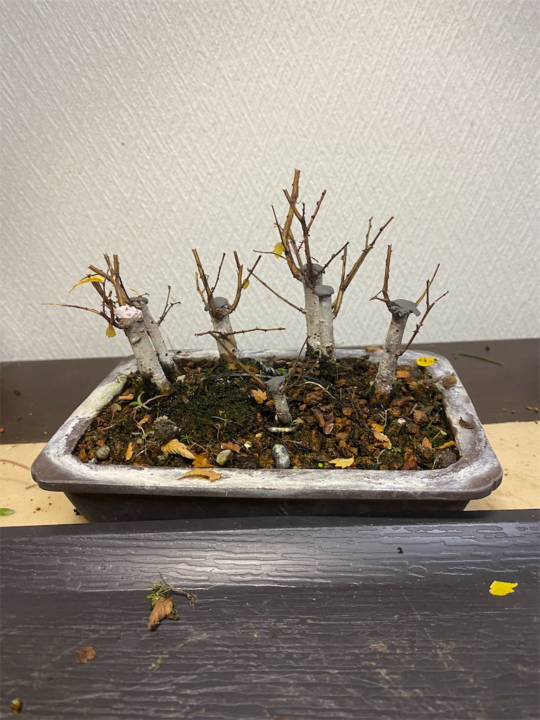 f:id:bonsaichie:20231205223633j:image