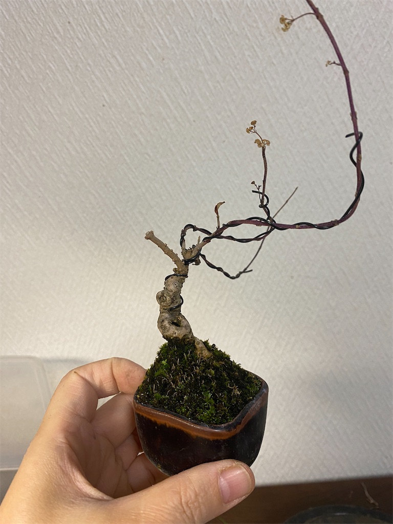 f:id:bonsaichie:20231205224642j:image