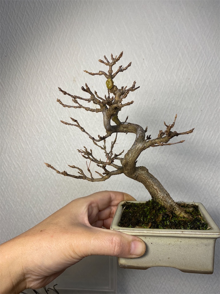 f:id:bonsaichie:20231205225002j:image