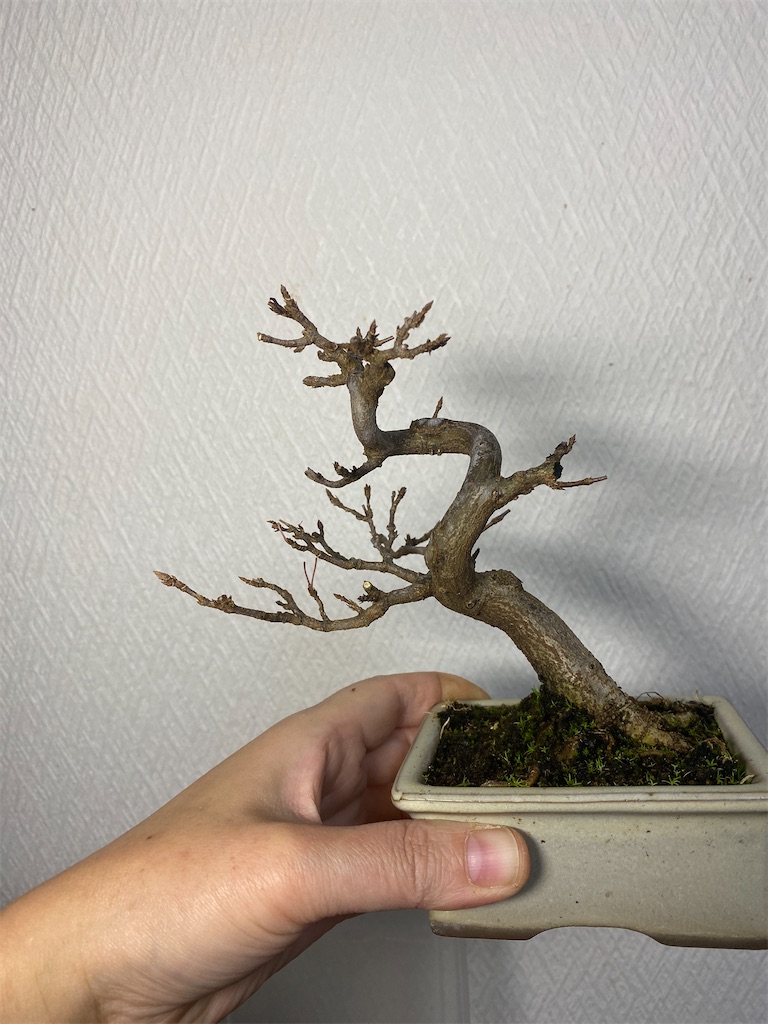 f:id:bonsaichie:20231205225012j:image