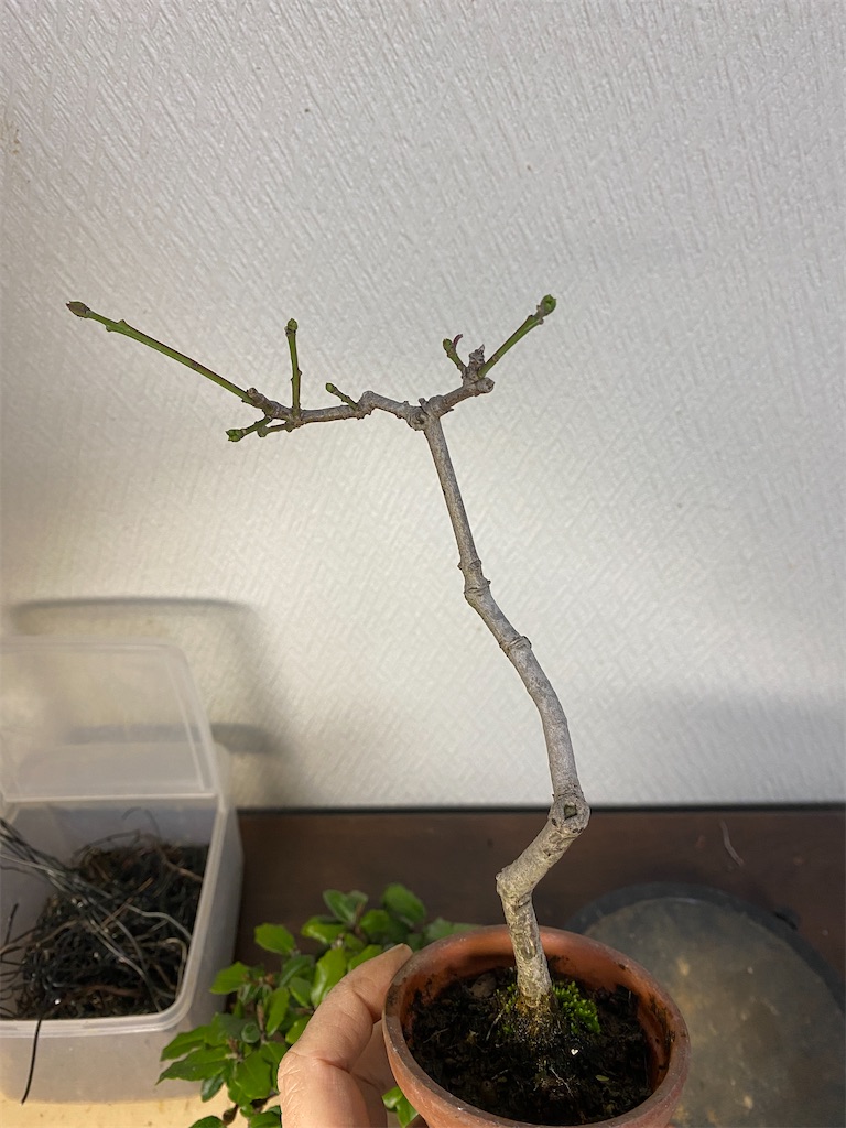 f:id:bonsaichie:20231205225444j:image
