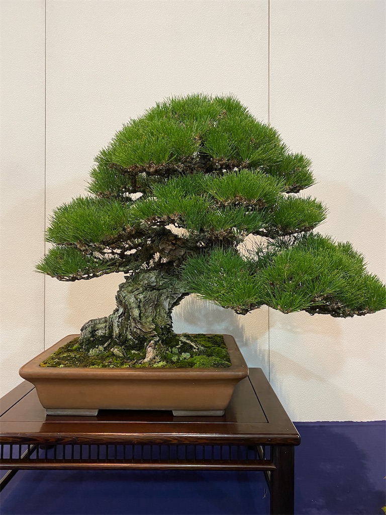 第98回国風盆栽展 前期 - BONSAIちえ