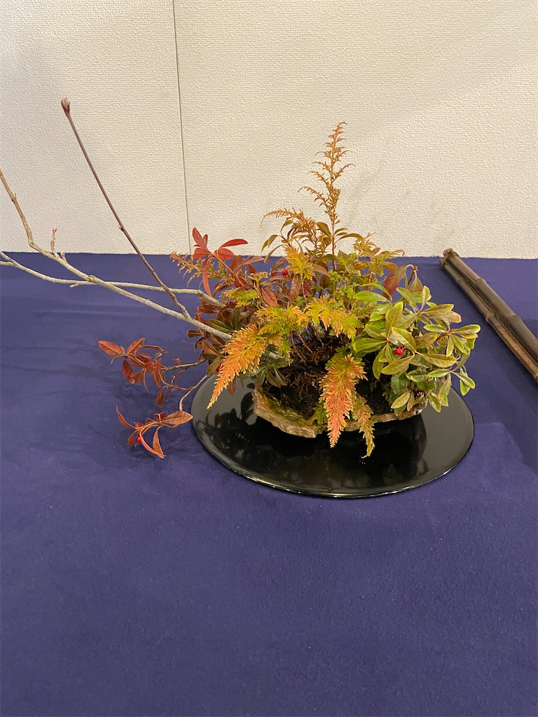 f:id:bonsaichie:20240211222620j:image f:id:bonsaichie:20240211222620j:image