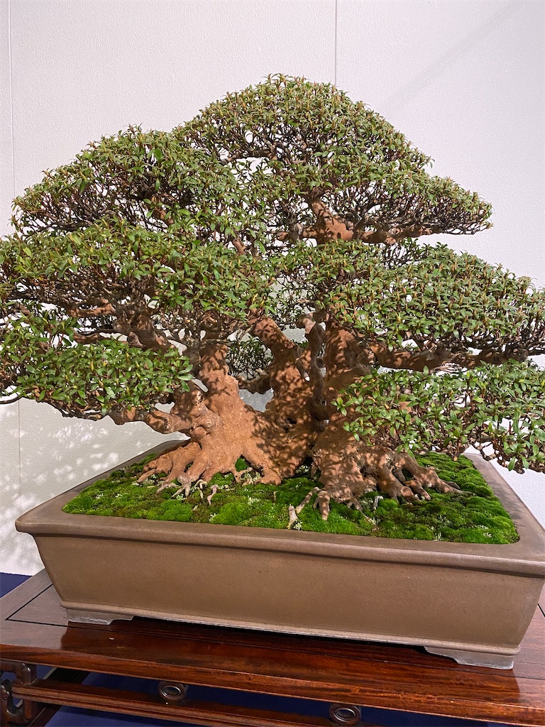 f:id:bonsaichie:20240211222648j:image f:id:bonsaichie:20240211222648j:image