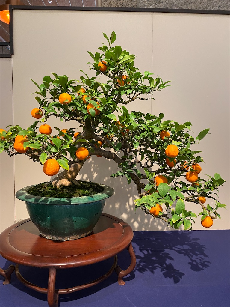 f:id:bonsaichie:20240211222656j:image f:id:bonsaichie:20240211222656j:image