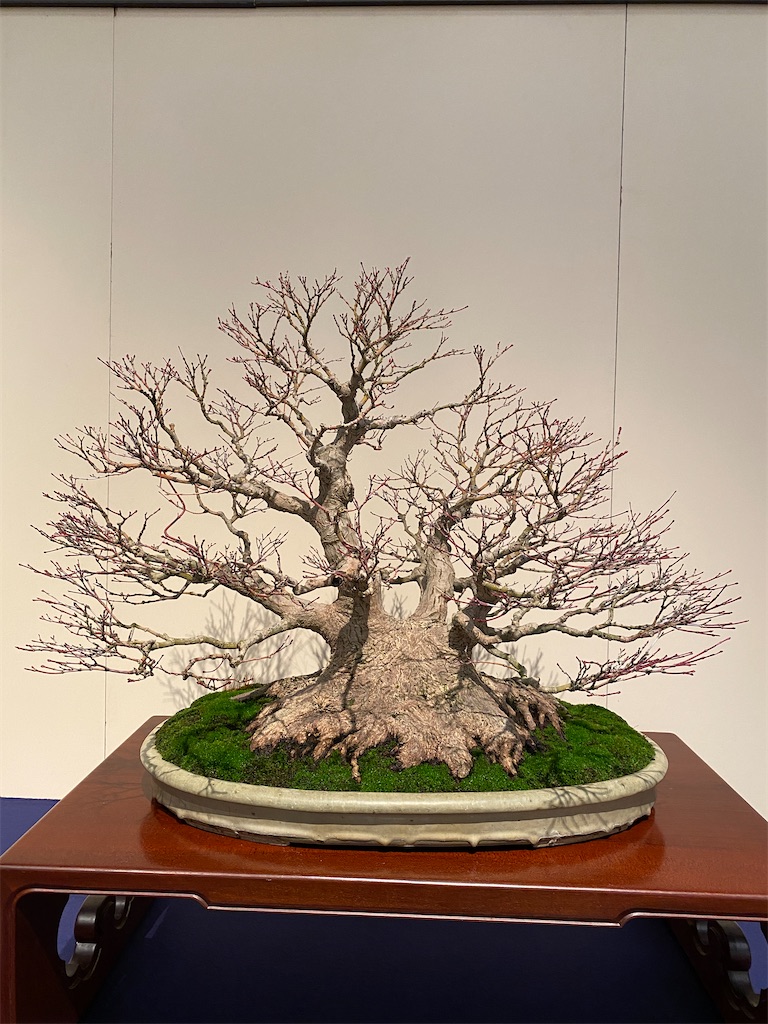 f:id:bonsaichie:20240211222721j:image f:id:bonsaichie:20240211222721j:image