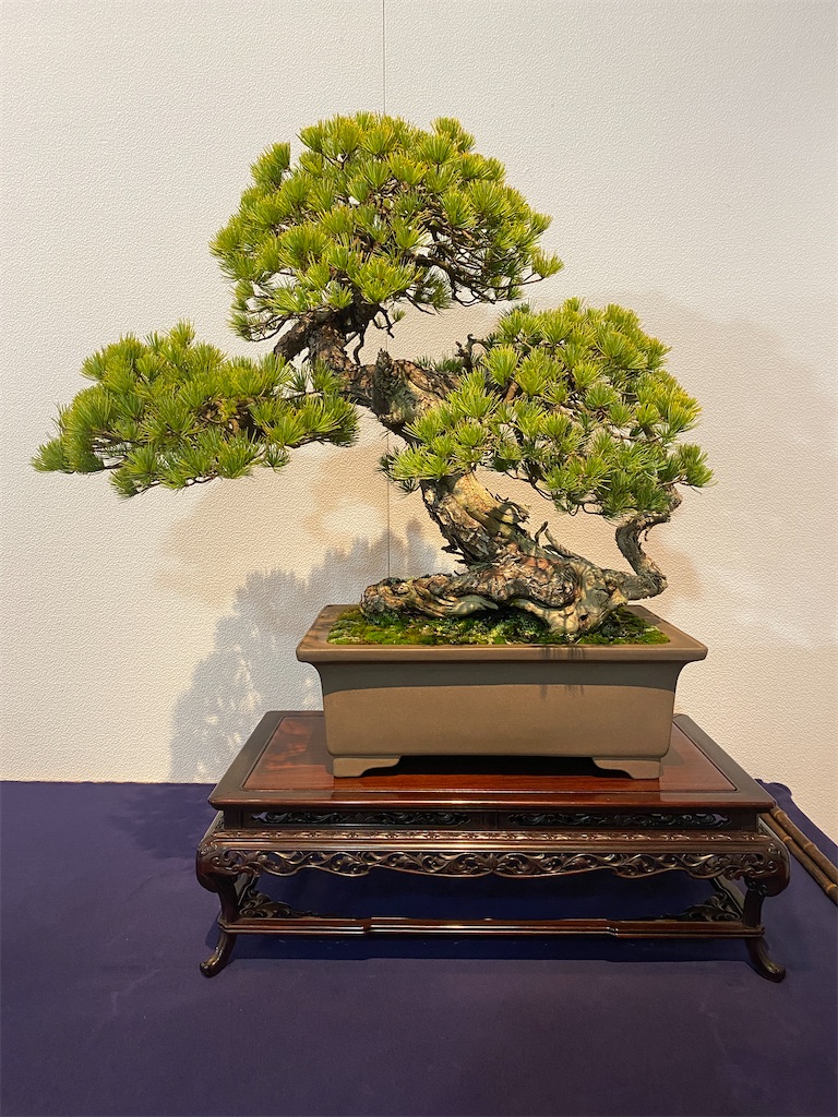 日本盆栽展 国風盆栽展 第59回〜第67回 第70回〜第79回