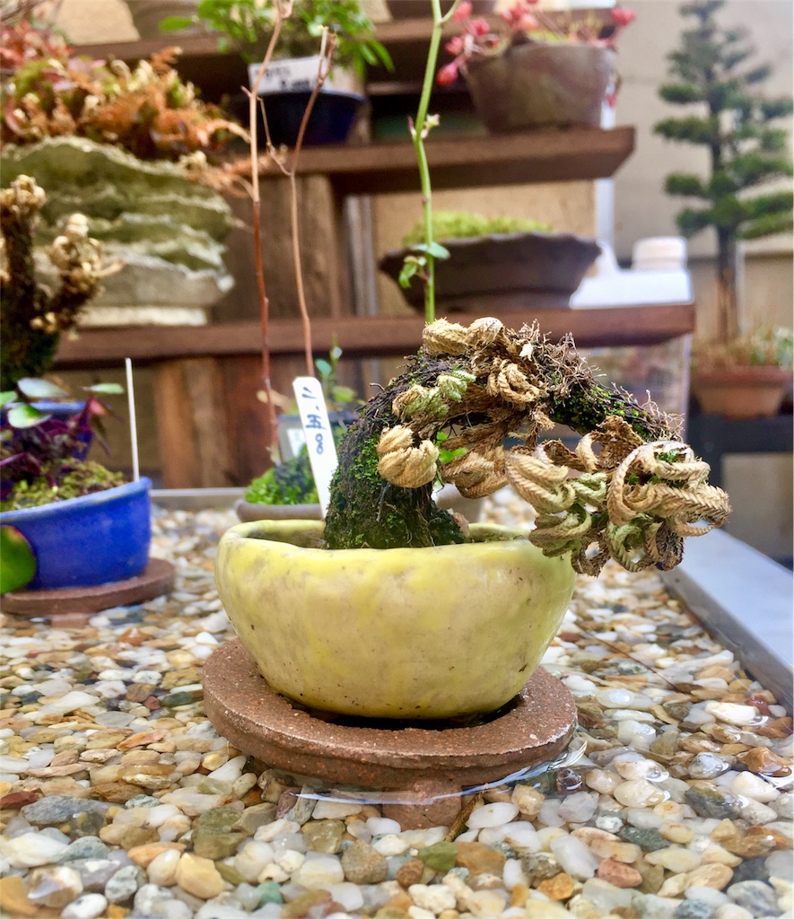 盆栽界最強⁈】イワヒバ - BONSAI-LABO（盆栽ラボ）凜 係の者の日記