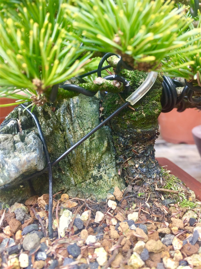 石付き盆栽の魅力 - BONSAI-LABO（盆栽ラボ）凜 係の者の日記