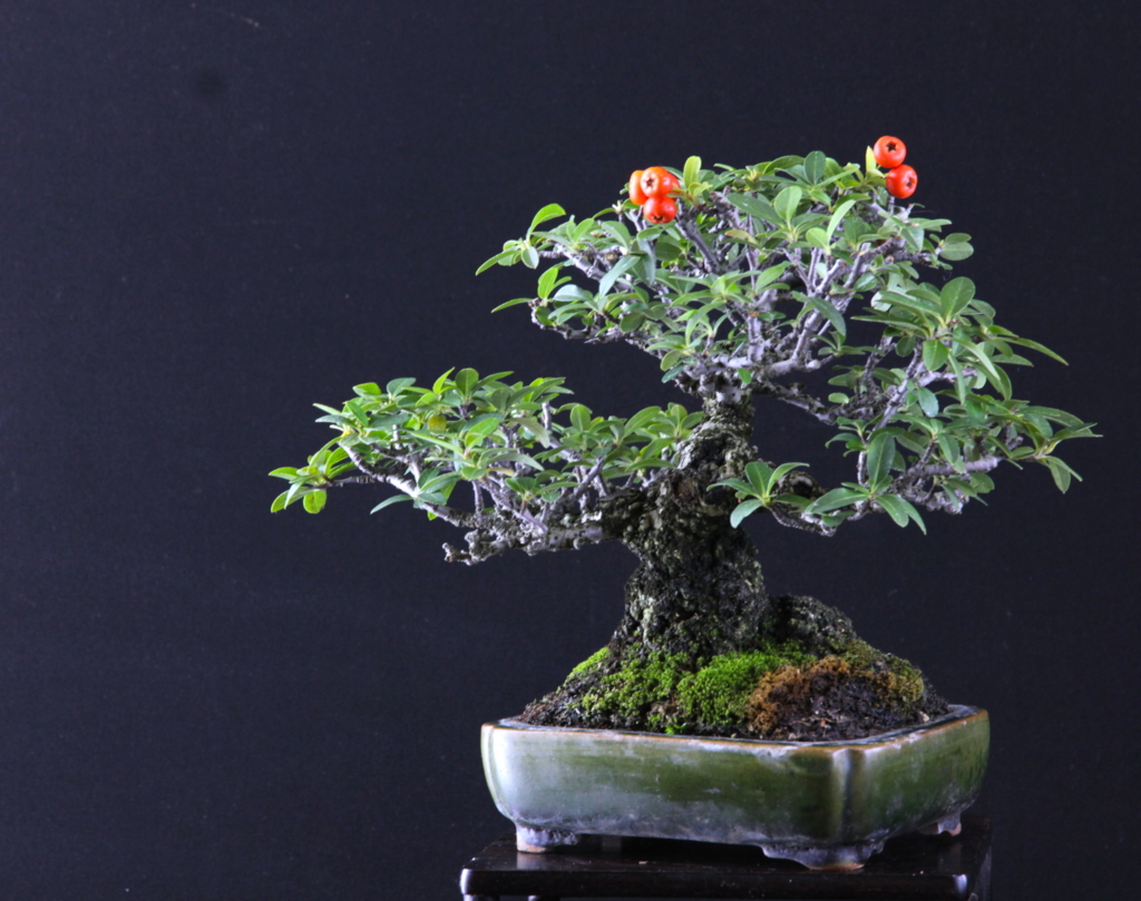 実物盆栽（みものぼんさい） - BONSAI-LABO（盆栽ラボ）凜 係の者の日記
