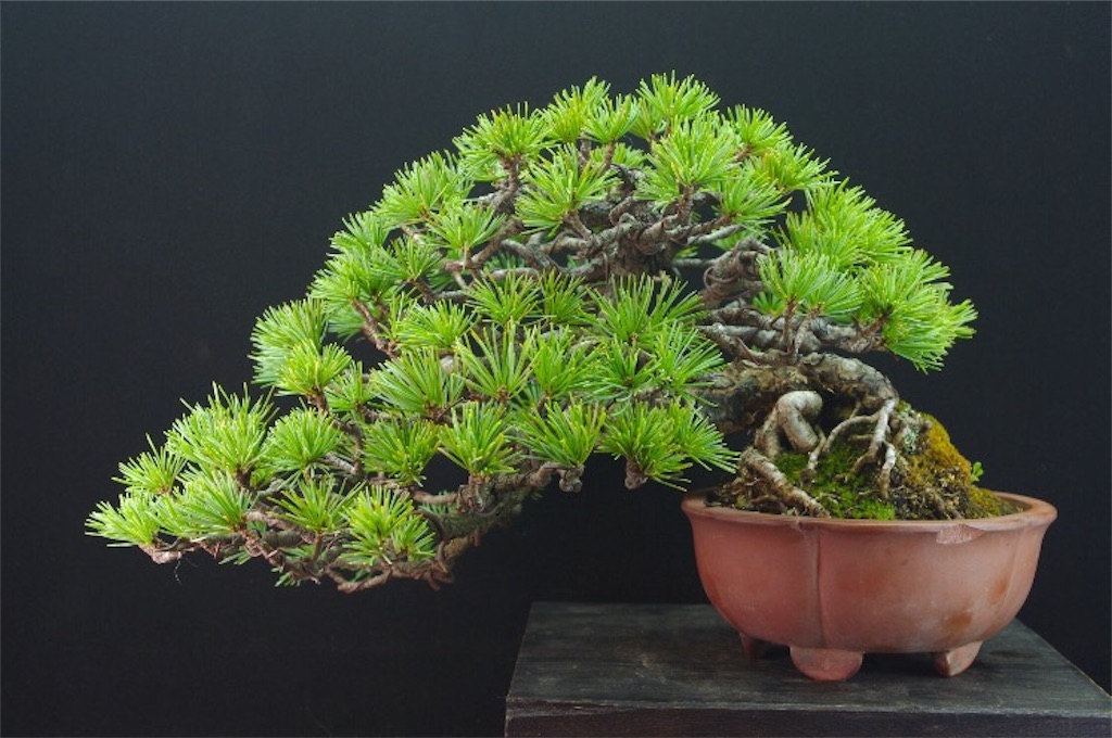 五葉松 盆栽 高松盆栽 五葉松 「威風堂々」を販売 ｜盆栽妙 – 盆栽妙 本店