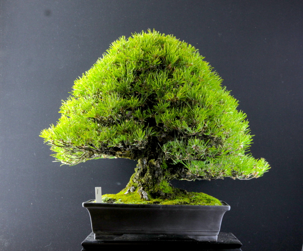 良い盆栽の条件とは Bonsai Labo 盆栽ラボ 凜 係の者の日記 良い盆栽の条件とは Bonsai Labo 盆栽ラボ 凜 係の者の日記