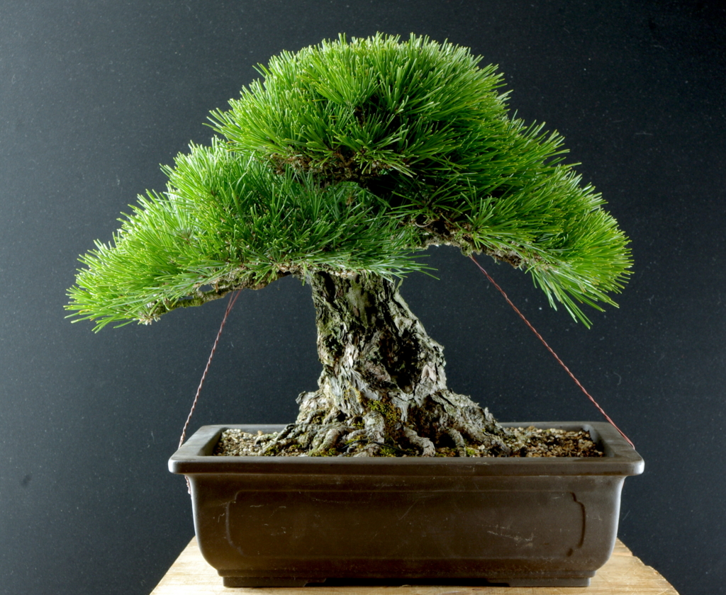 良い盆栽の条件とは Bonsai Labo 盆栽ラボ 凜 係の者の日記 良い盆栽の条件とは Bonsai Labo 盆栽ラボ 凜 係の者の日記