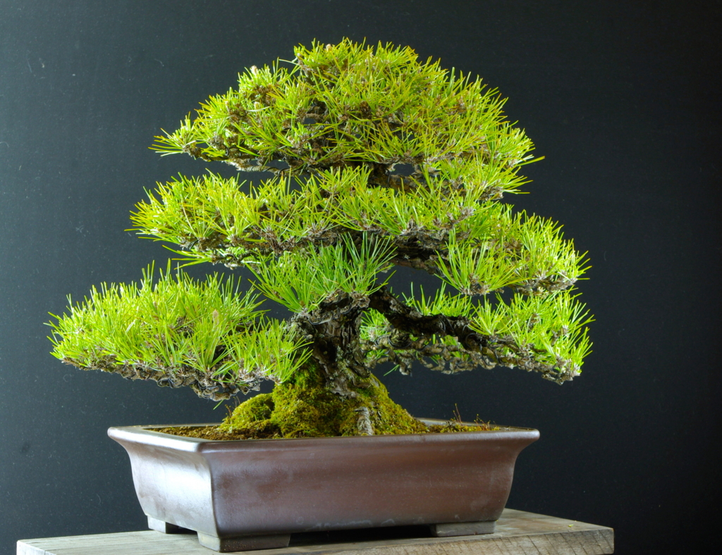 良い盆栽の条件とは Bonsai Labo 盆栽ラボ 凜 係の者の日記 良い盆栽の条件とは Bonsai Labo 盆栽ラボ 凜 係の者の日記