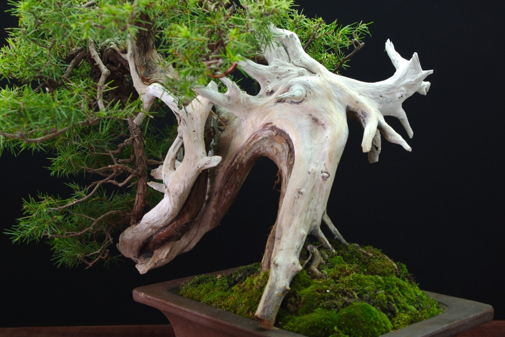 杜松の話(歴史編) - BONSAI-LABO(盆栽ラボ)凜 係の者の日記 杜松の話(歴史編) - BONSAI-LABO(盆栽ラボ)凜 係の者の日記