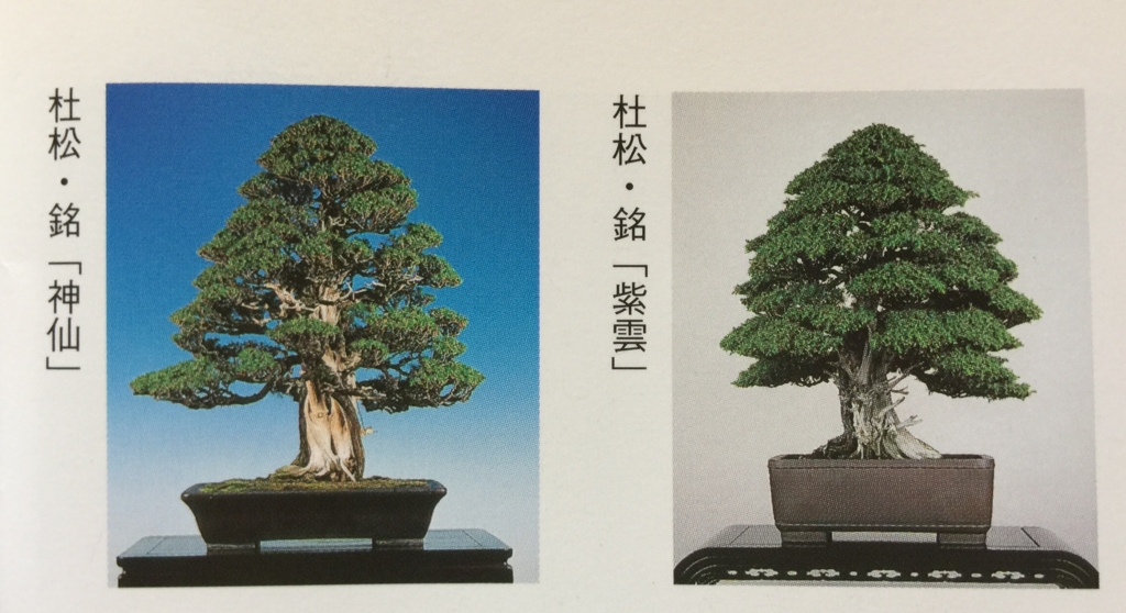 杜松(50年以上) 杜松(50年以上) 杜松(50年以上) 【公式通販】