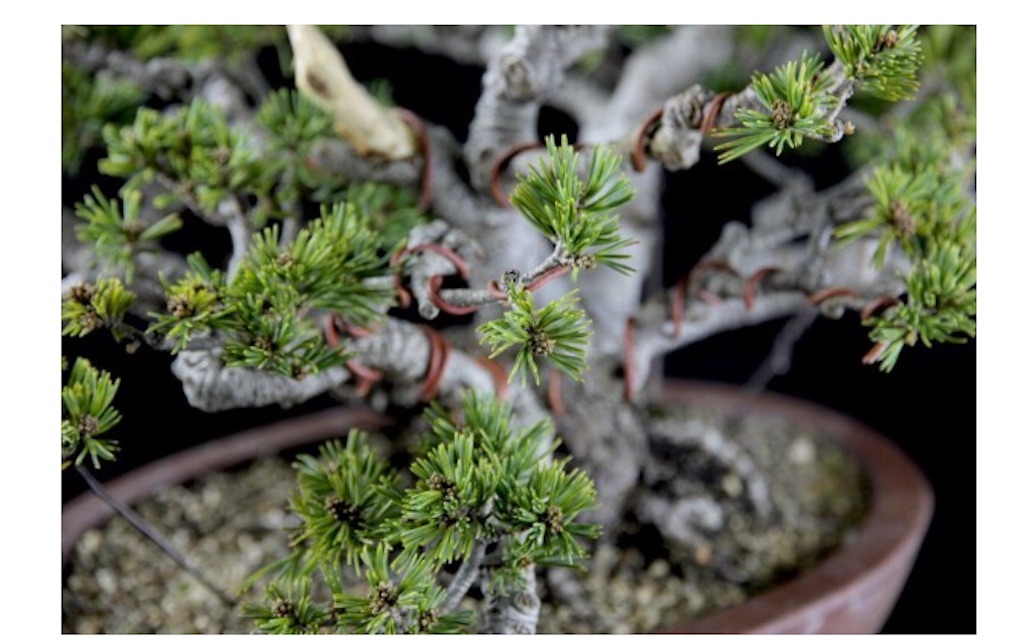 八房五葉松のビフォーアフター - BONSAI-LABO(盆栽ラボ)凜 係 八房五葉松のビフォーアフター - BONSAI-LABO(盆栽ラボ)凜 係