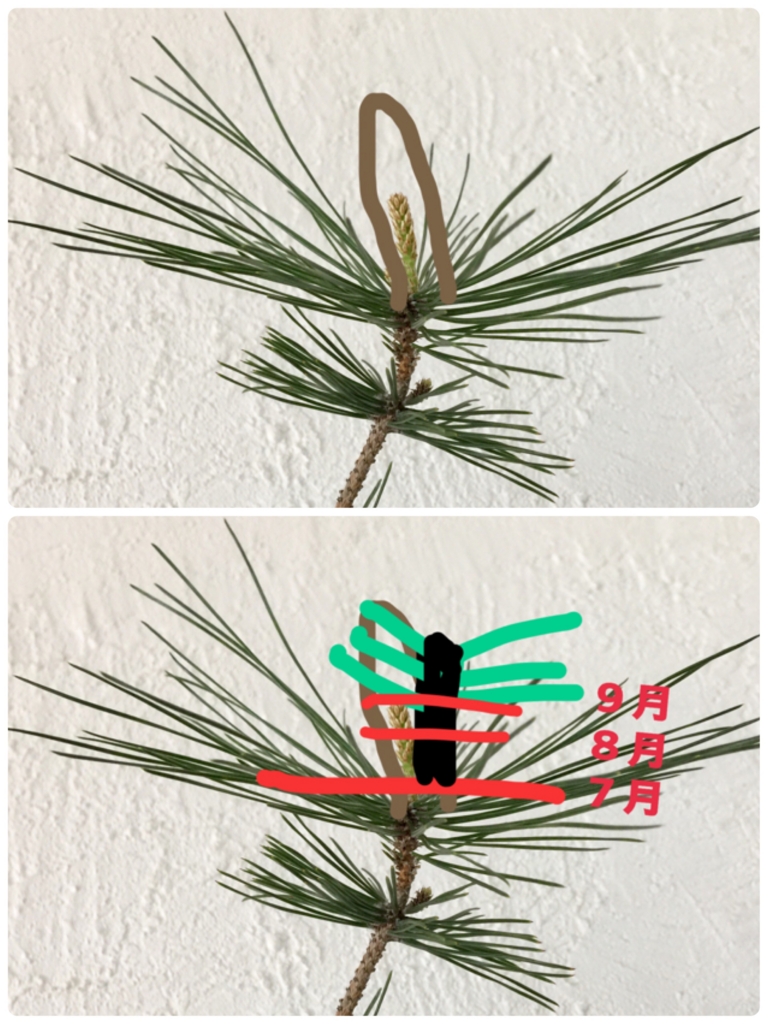 どうする 松盆栽の芽切りについて 赤松 黒松編 Bonsai Labo 盆栽ラボ 凜 係の者の日記