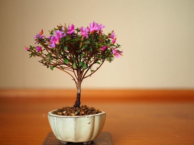 小さな花のコメツツジ 小品盆栽の時間