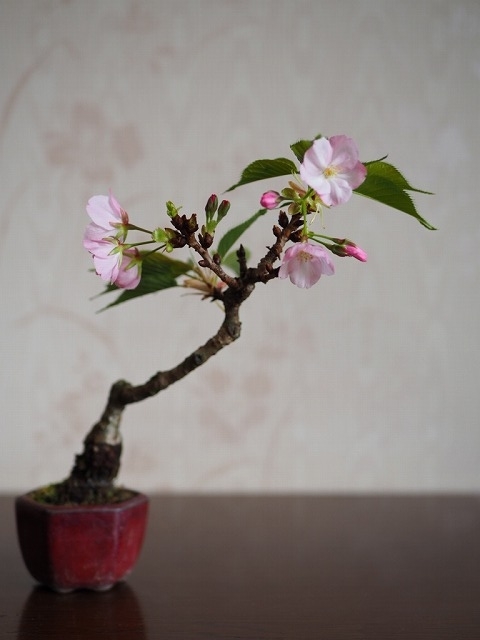 f:id:bonsainangoku:20200419182941j:plain