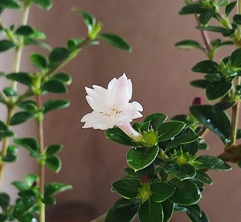 f:id:bonsainangoku:20200507204730j:plain