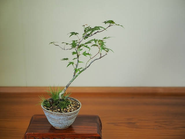 f:id:bonsainangoku:20200919205302j:plain