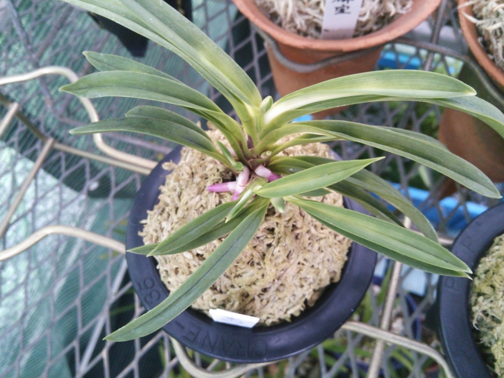 白虎斑が美しい豊明殿（ほうめいでん） - 都会の隅で農的暮らし