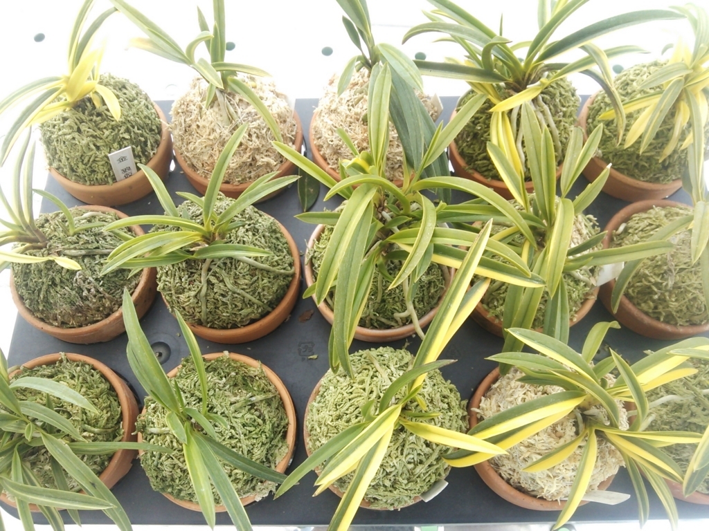 新入りの斑入り金広錦（きんこうにしき） - 都会の隅で農的暮らし