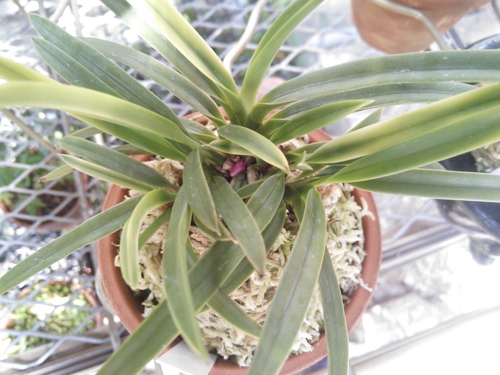 f:id:bontosyougatu:20180523203705j:plain