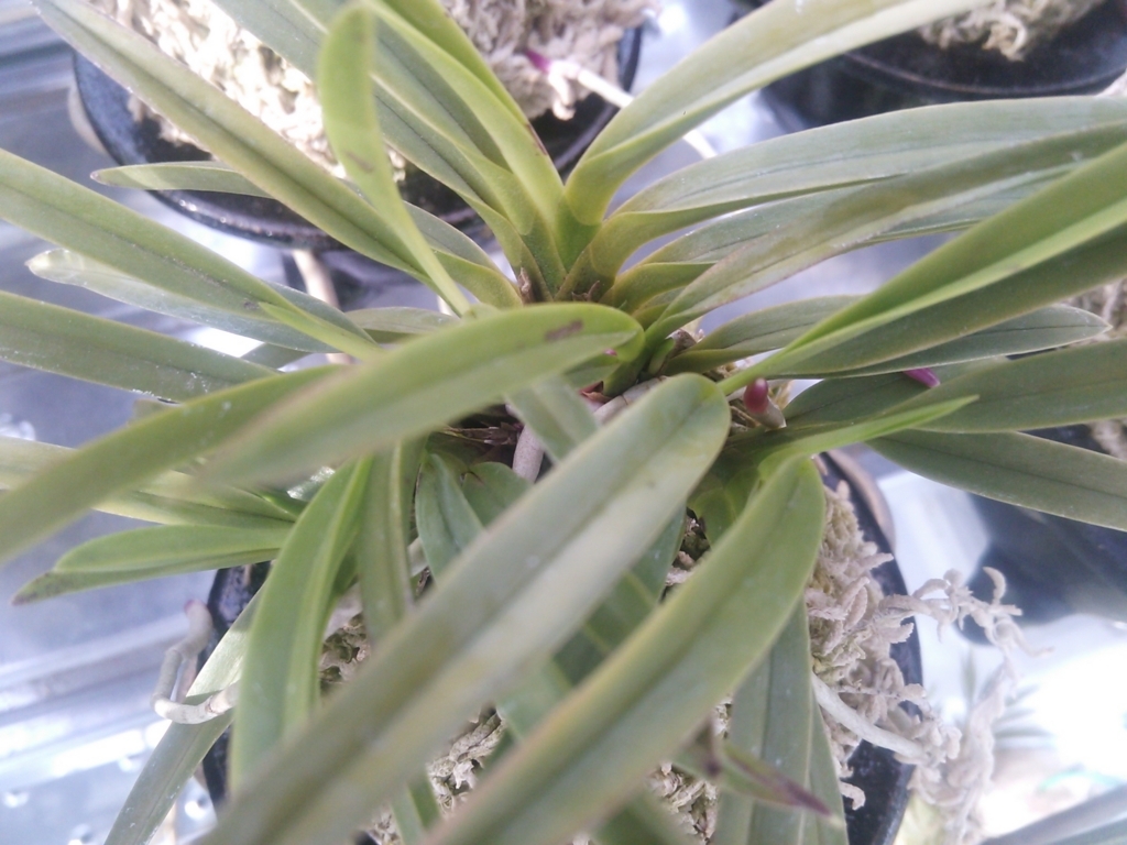 f:id:bontosyougatu:20180523203830j:plain