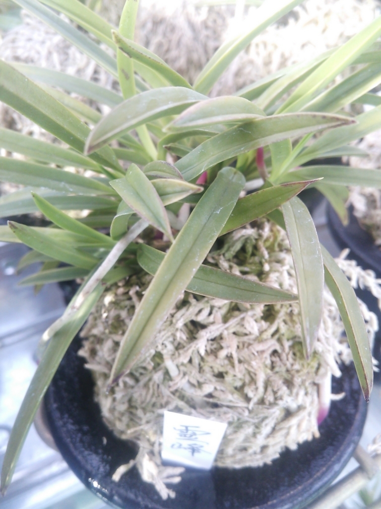 f:id:bontosyougatu:20180523203859j:plain