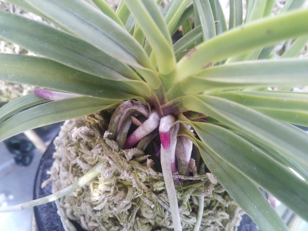 f:id:bontosyougatu:20180523203942j:plain