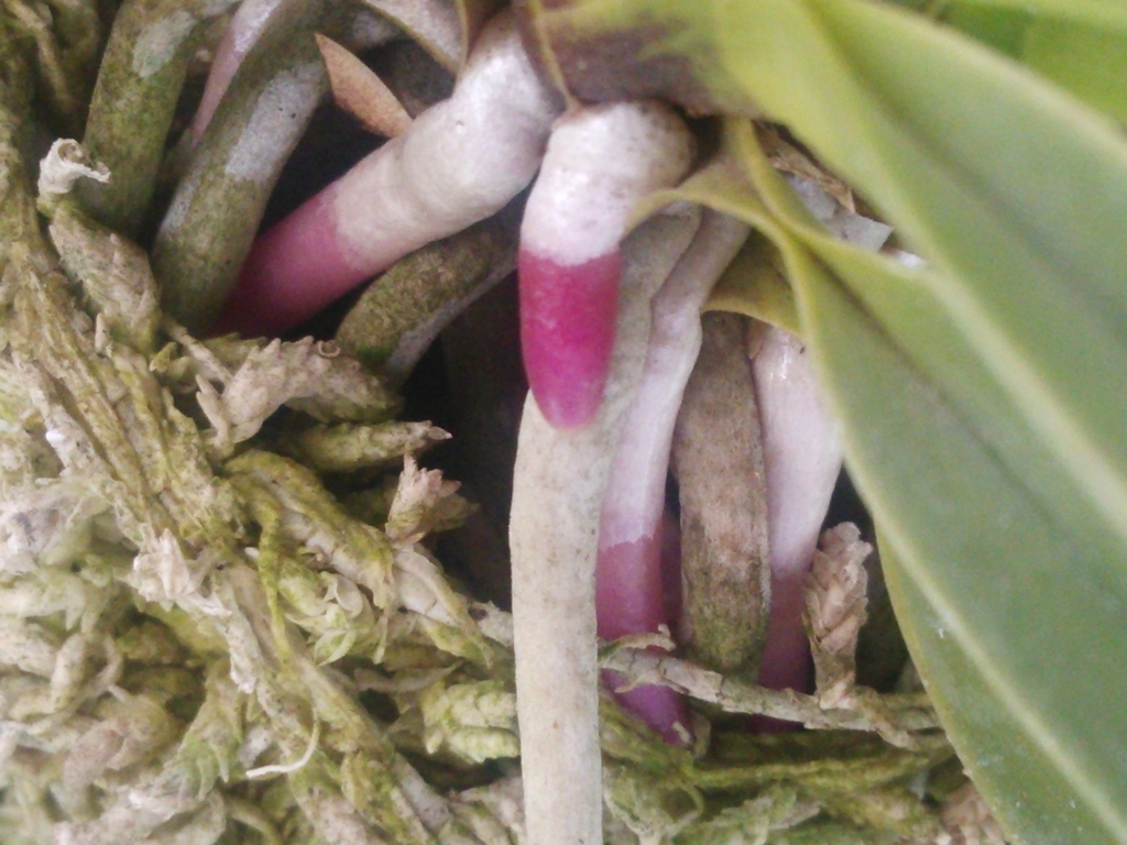 f:id:bontosyougatu:20180523204043j:plain