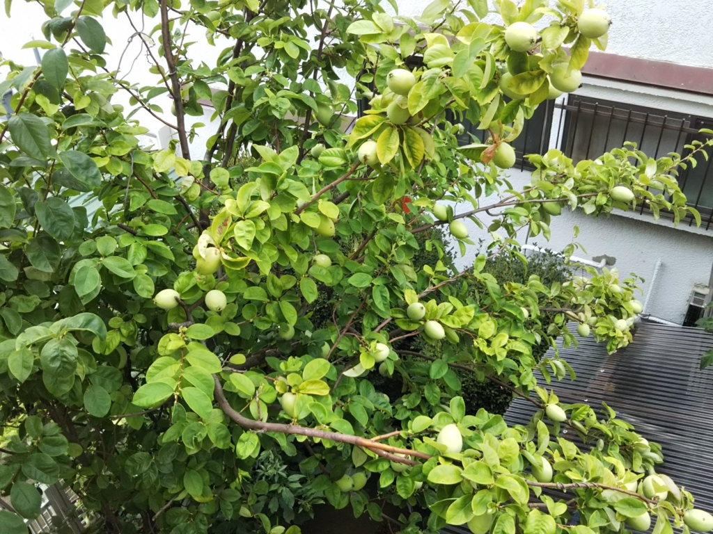 f:id:bontosyougatu:20180725123319j:plain