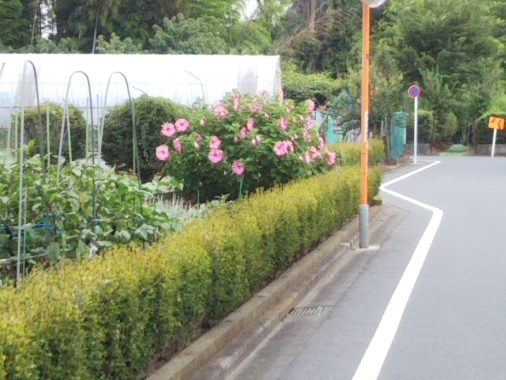 f:id:bontosyougatu:20180726224534j:plain