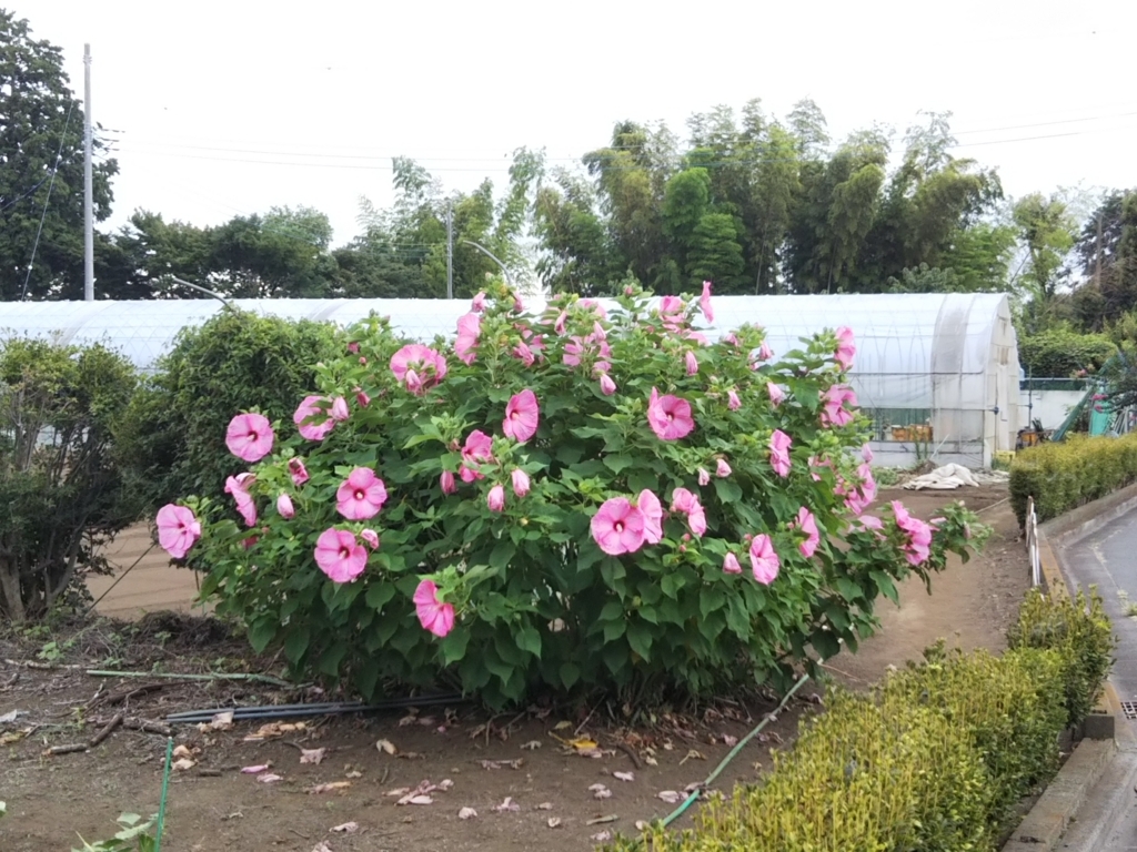 f:id:bontosyougatu:20180726224600j:plain