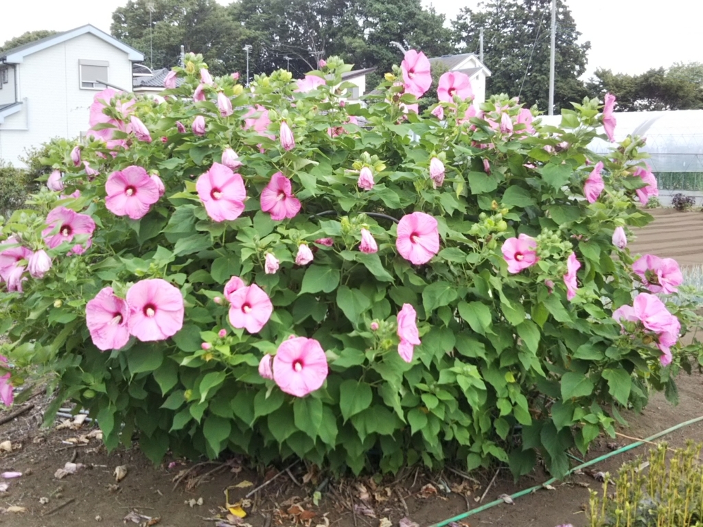 f:id:bontosyougatu:20180726224638j:plain