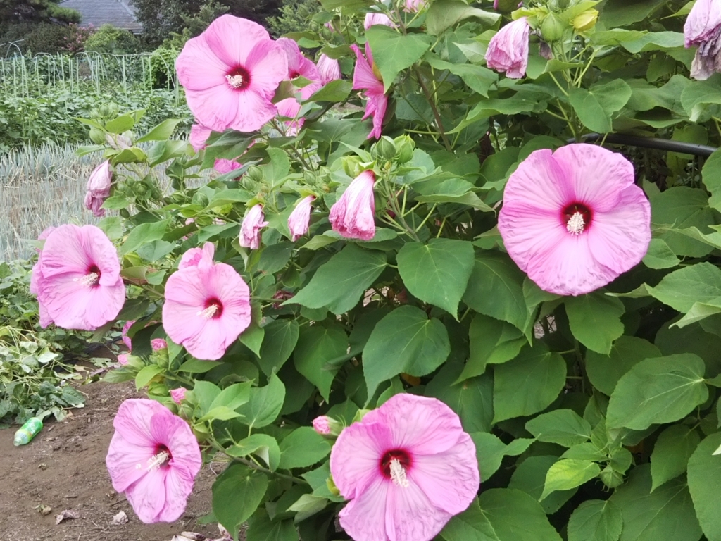 f:id:bontosyougatu:20180726224706j:plain