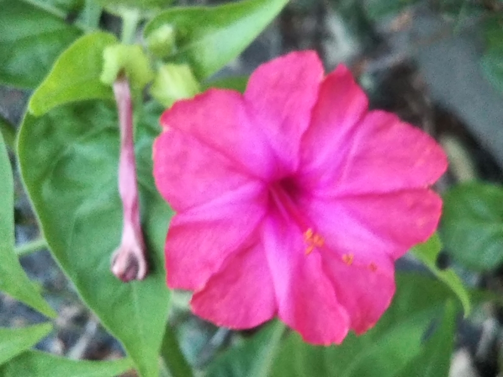 f:id:bontosyougatu:20180801201301j:plain f:id:bontosyougatu:20180801201301j:plain
