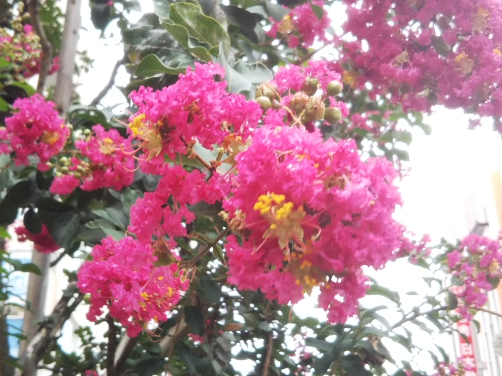 f:id:bontosyougatu:20180809164644j:plain
