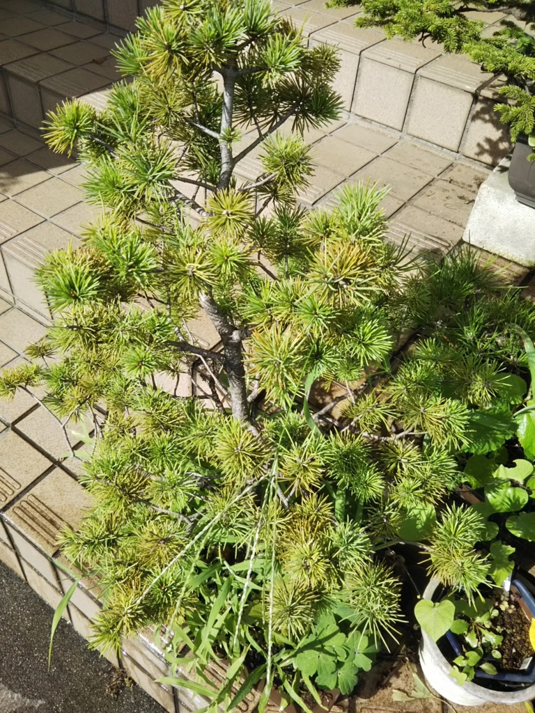 f:id:bontosyougatu:20180825141237j:plain
