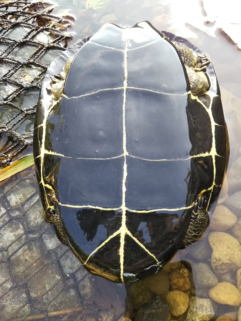 f:id:bontosyougatu:20180908214816j:plain f:id:bontosyougatu:20180908214816j:plain