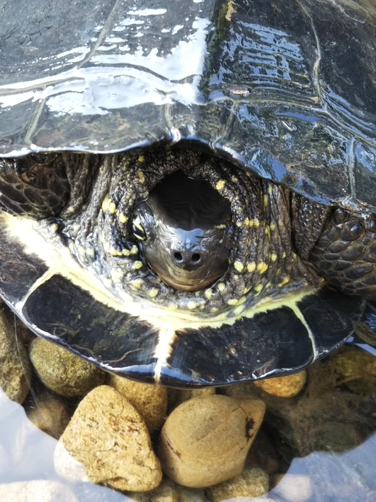 f:id:bontosyougatu:20180908214839j:plain f:id:bontosyougatu:20180908214839j:plain